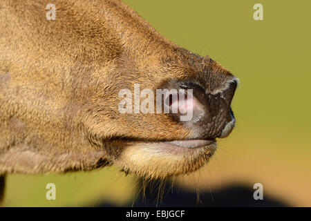 red deer (Cervus elaphus), nose, detail, Germany, Bavaria Stock Photo