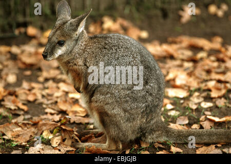 tammar wallaby, dama wallaby (Macropus eugenii), sitting on foliage Stock Photo