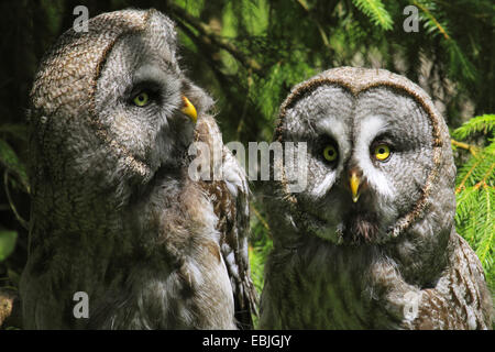 great grey owl (Strix nebulosa), one lookimg at the other, Switzerland Stock Photo