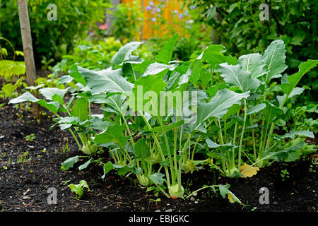 kohl rabi (Brassica oleracea convar. acepala var. gongylodes, Brassica oleracea var. gongylodes), in a garden Stock Photo