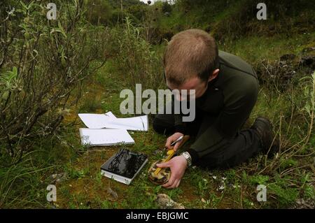 Hermanns tortoise, Greek tortoise, Boettgers tortoise (Testudo hermanni boettgeri), young biologist measuring the size of a turtle, Greece, Epirus, Parga Stock Photo