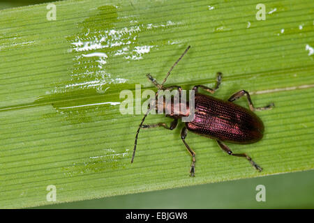 reed beetle, reed-beetle (Plateumaris sericea), sitting on a reed blade, deutschlnad Stock Photo