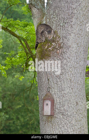 domestic cat, house cat (Felis silvestris f. catus), climbing up a tree trunk to get to a nest box fixed there, Germany Stock Photo