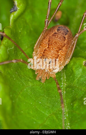 harvestmen, daddy longlegs (Rilaena triangularis, Opilio triangularis, Platybunus triangularis, Paraplatybunus triangularis), female sitting on a leaf, Germany Stock Photo