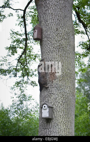 domestic cat, house cat (Felis silvestris f. catus), climbing up a tree trunk to get to the nest boxes fixed there, Germany Stock Photo