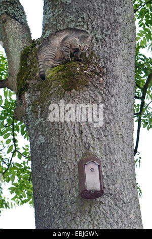 domestic cat, house cat (Felis silvestris f. catus), climbing up a tree trunk to get to a nest box fixed there, Germany Stock Photo