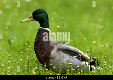 mallard (Anas platyrhynchos), drake standing in a meadow among daisies, Germany Stock Photo