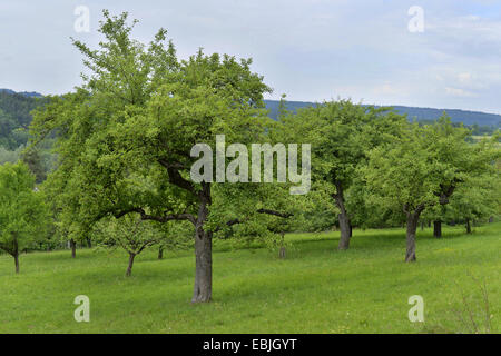 apple tree (Malus domestica), in a meadow orchard, Germany, Bavaria, Oberpfalz Stock Photo