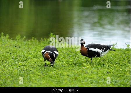 red-breasted goose (Branta ruficollis), two birds in a meadow at a lake shore, Germany