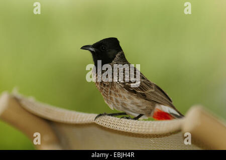 red-vented bulbul (Pycnonotus cafer), sitting on a chairback, Qatar, Doha Stock Photo