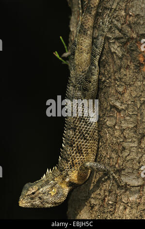 common bloodsucker, Indian variable lizard, variable agama, chameleon (Calotes versicolor), sitting at a tree trunk upside down, Sri Lanka Stock Photo