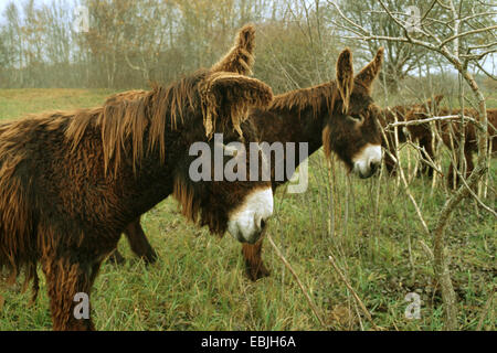 Poitou donkey (Equus asinus asinus), group standing on pasture Stock Photo