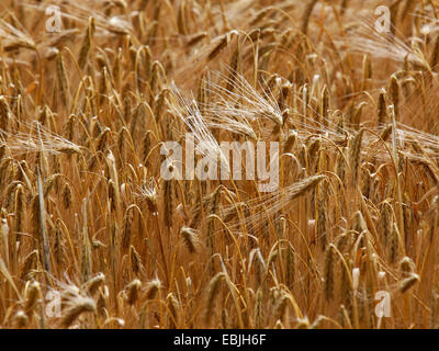 common barley, six-rowed barley (Hordeum vulgare), barley field ready for harvesting, Germany, Saxony, Oberlausitz Stock Photo