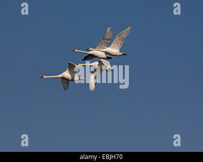 mute swan (Cygnus olor), four mute swans flying, Germany, Saxony Stock Photo