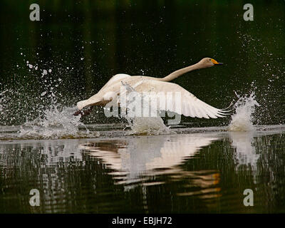whooper swan (Cygnus cygnus), taking off, Germany, Saxony, Oberlausitz Stock Photo