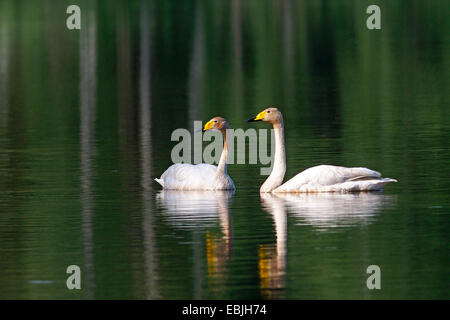 whooper swan (Cygnus cygnus), two whooper swans swimming on a lake, Germany, Saxony, Oberlausitz Stock Photo