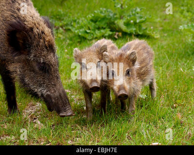 wild boar, pig, wild boar (Sus scrofa), female with shoats in a meadow, Germany, Baden-Wuerttemberg Stock Photo