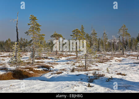 Scotch pine, Scots pine (Pinus sylvestris), Scots Pine with hoarfrost, Sweden, Fulufjaellet National Park, Kopparbergs Laen Stock Photo