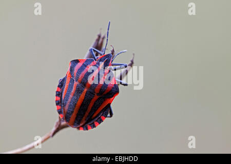 Graphosoma lineatum, Italian Striped-Bug, Minstrel Bug (Graphosoma lineatum, Graphosoma italicum), sitting on a sprout, Germany, Schleswig-Holstein Stock Photo