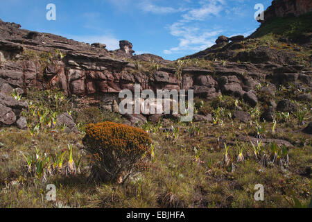 vast rock landscape at the Roraima Tepui, Venezuela, Canaima National Park, Roraima Tepui Stock Photo