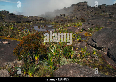 vast rock landscape at the Roraima Tepui, Venezuela, Canaima National Park, Roraima Tepui Stock Photo