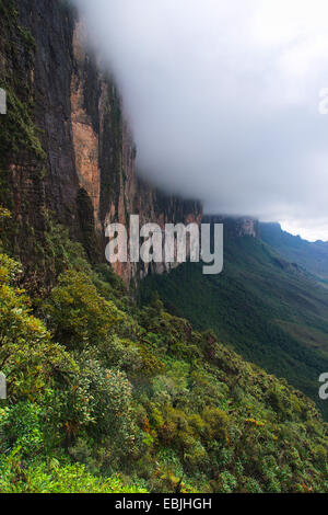 view along a steep face of the Roraima Tepui between forested slopes and cloudy top, Venezuela, Canaima National Park, Roraima Tepui Stock Photo