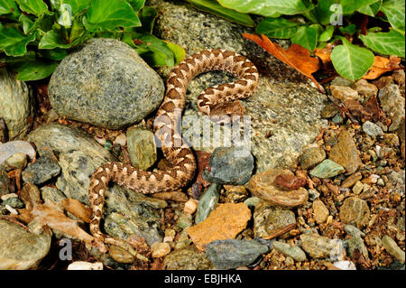 Nose-horned viper, Horned viper, Long-nosed viper (Vipera ammodytes), juvenile, Greece, Thrakien Stock Photo