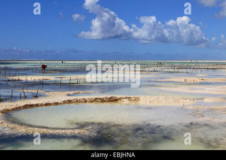 seaweed gardens at the beach, Tanzania, Sansibar Stock Photo