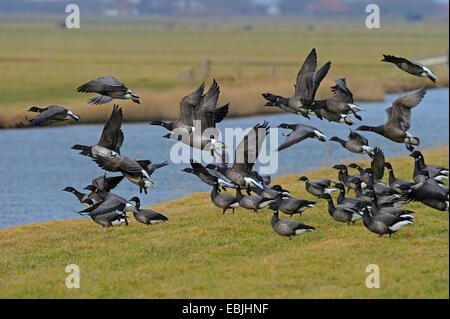 brent goose (Branta bernicla), birds flying above moat, Netherlands, Texel Stock Photo