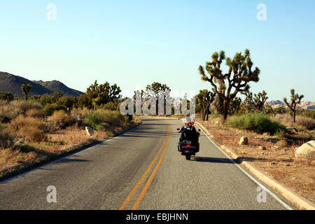 biker on a country road through the Joshua Tree Nationalpark , USA, California, Joshua-Tree-Nationalpark Stock Photo
