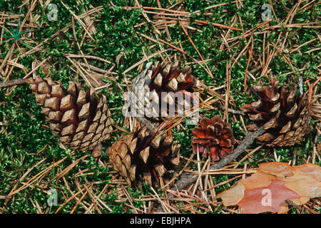 Scotch pine, scots pine (Pinus sylvestris), cones lying in moss, Germany Stock Photo