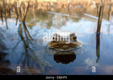 European common toad (Bufo bufo), sneeking from a pond, Germany, North Rhine-Westphalia, NSG Moosheide Stock Photo