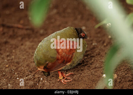 crested wood partridge (Rollulus roulroul), female sitting on the ground Stock Photo