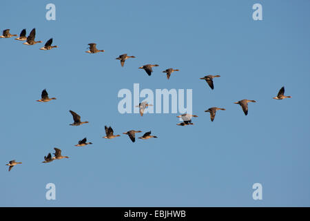 Bean Goose, Taiga Bean Goose (Anser fabalis), formation flight together with white-fronted goose, Germany Stock Photo