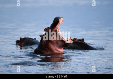 hippopotamus, hippo, Common hippopotamus (Hippopotamus amphibius), threatening, Tanzania, Serengeti NP Stock Photo