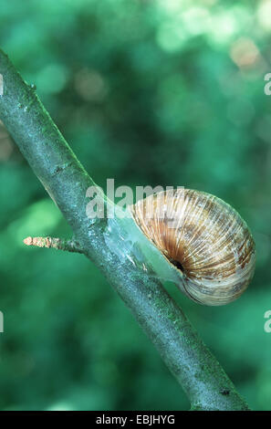 Roman snail, escargot, escargot snail, edible snail, apple snail, grapevine snail, vineyard snail, vine snail (Helix pomatia), at a branch, Germany Stock Photo