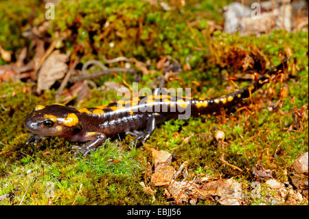 European fire salamander (Salamandra salamandra, Salamandra salamandra werneri), just completely developed individual on moss, Greece, Macedonia Stock Photo