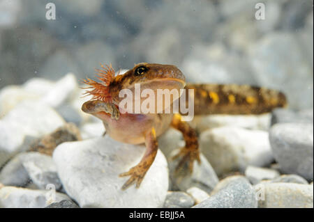 European fire salamander (Salamandra salamandra, Salamandra salamandra werneri), larva, Greece, Macedonia Stock Photo