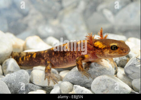 European fire salamander (Salamandra salamandra, Salamandra salamandra werneri), larva, Greece, Macedonia Stock Photo