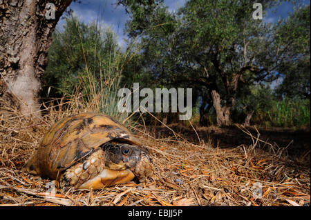 margined tortoise, marginated tortoise (Testudo marginata), in an olive grove, Greece, Peloponnes Stock Photo