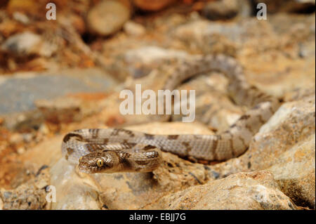 cat snake, European cat snake (Telescopus fallax), juvenile, Greece, Peloponnes, Messinien Stock Photo