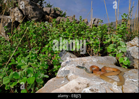 light-green whip snake, Dahl's whip snake (Coluber najadum dahli, Platyceps najadum dahli), sunbathing, Greece, Peloponnes Stock Photo
