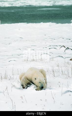 polar bear (Ursus maritimus), lying in the snow at a water shore, Canada, Manitoba, Hudson Bay, Cape Churchill Stock Photo