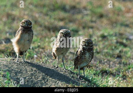 burrowing owl (Athene cunicularia), three birds standing side by side on a soil hill in a meadow, Venezuela, Hato El cedral Stock Photo