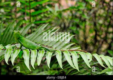 common tree lizard (Calotes calotes), male on a frond, Sri Lanka, Sinharaja Forest National Park Stock Photo