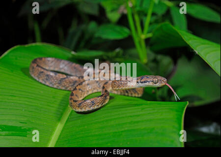 CEYLON CAT SNAKE Boiga Ceylonensis, Mildly Venomous Common Mahableshwar ...