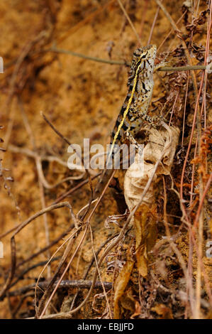 common bloodsucker, Indian variable lizard, variable agama, chameleon (Calotes versicolor), young female, Sri Lanka, Sinharaja Forest National Park Stock Photo