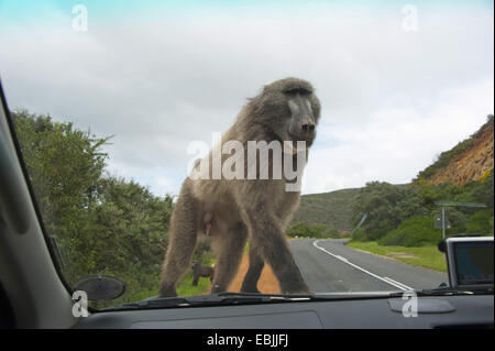 Chacma baboon, anubius baboon, olive baboon (Papio ursinus, Papio cynocephalus ursinus), standing on the engine bonnet of a passenger cars at the roadside looking into the windscreen, South Africa, Western Cape Stock Photo