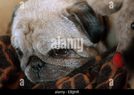 Pug (Canis lupus f. familiaris), portrait of an old dog on a blanket Stock Photo
