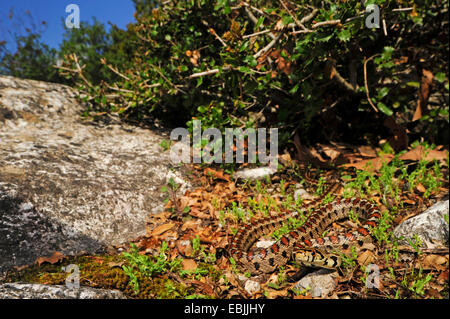 leopard snake (Elaphe situla), kreeping on dry mossy ground between rock and thicket, Greece, Macedonia Stock Photo